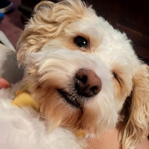 Meet your Posher, Danny